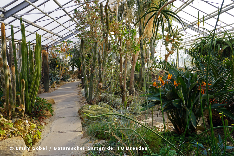 Botanischer Garten Dresden » Führungen & Öffnungszeiten